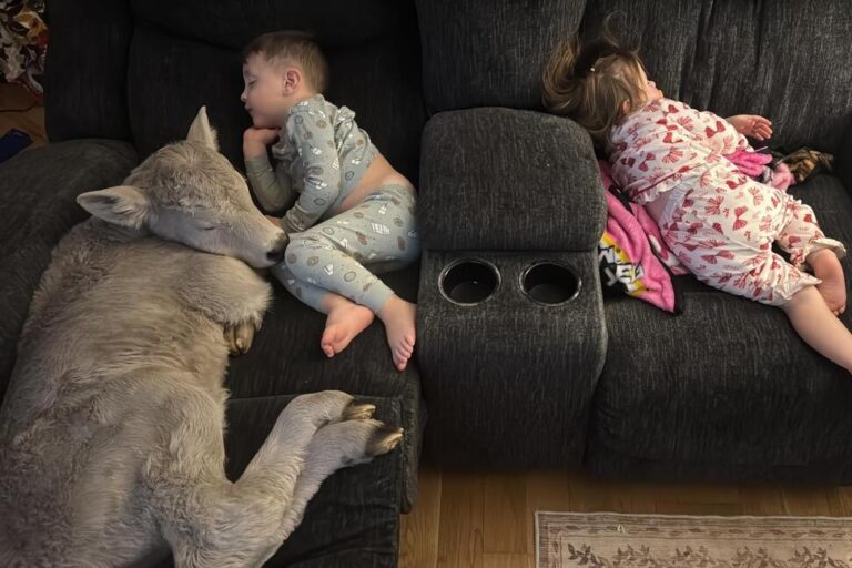Newborn Calf Struggling in Deep Freeze Brought Indoors to Curl up on Couch