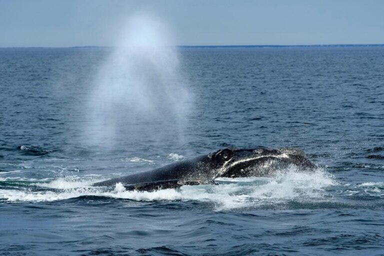 US Ocean Regulator Faces Criticism Over Changes to Right Whale Protection Rule