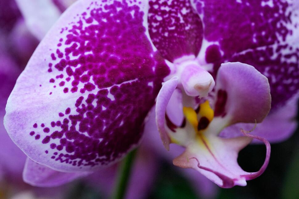 Annual Orchids Show Brings Vivid Color to Chicago Winter