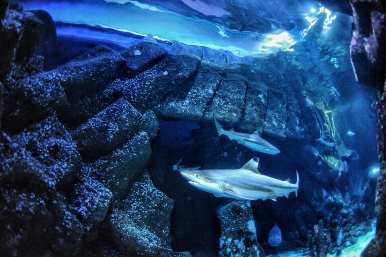 Sharks Are Famous for Fearsome Teeth, but Ocean Acidification Could Make Them Weaker