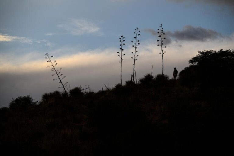 Agave or Bust! Mexican Long-Nosed Bats Head Farther North in Search of Sweet Nectar