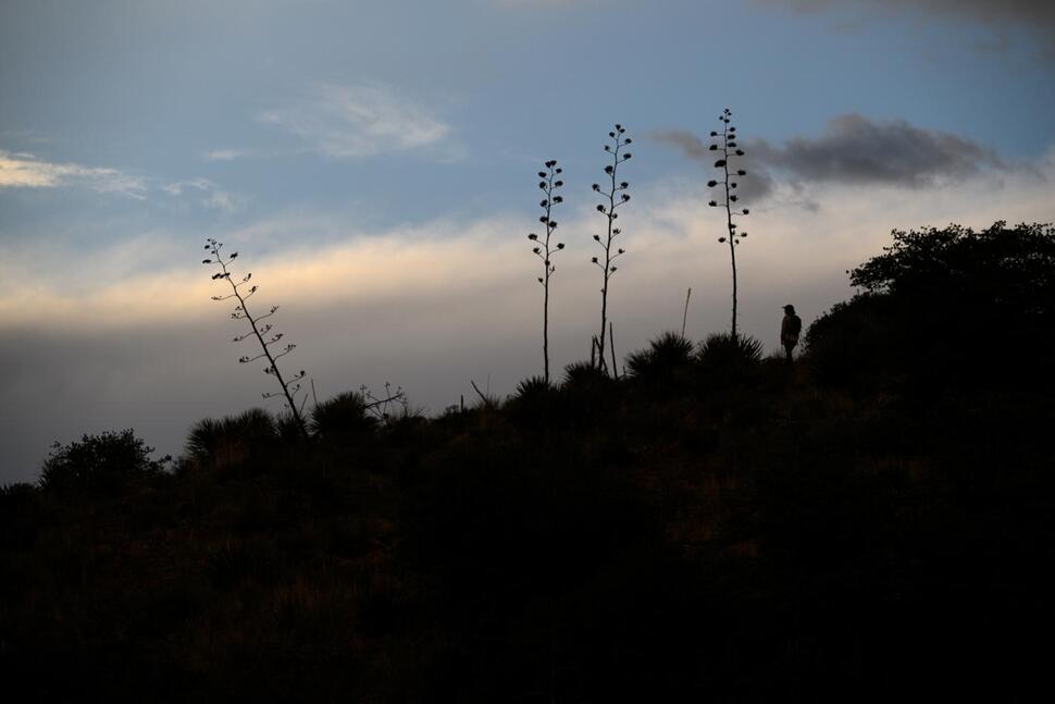 Agave or Bust! Mexican Long-Nosed Bats Head Farther North in Search of Sweet Nectar