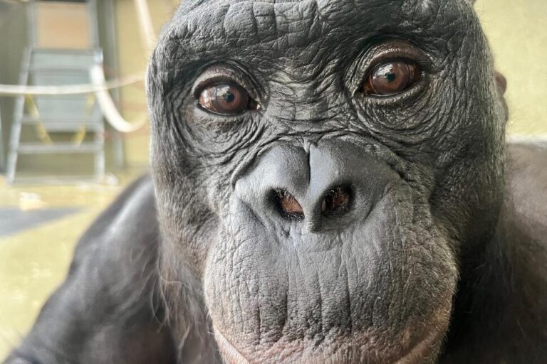 Can Apes Play Pretend? Scientists Use an Imaginary Tea Party to Find Out