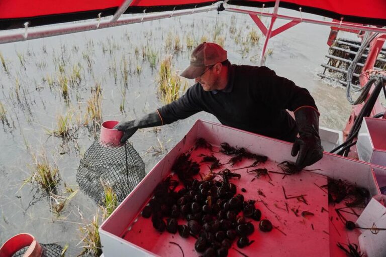 Giant Snails and Tiny Insects Threaten the South’s Rice and Crawfish Farms