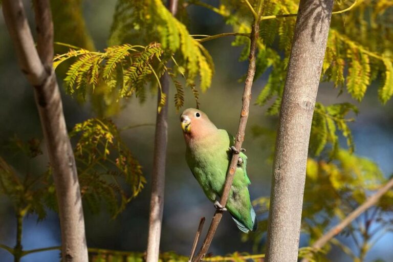 What We Can Learn From Lovebirds, the Rare Birds That Mate for Life