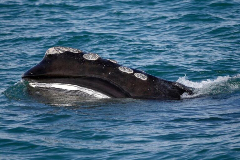 A Rare Whale Is Having an Encouraging Season for Births. Scientists Warn It Might Still Go Extinct