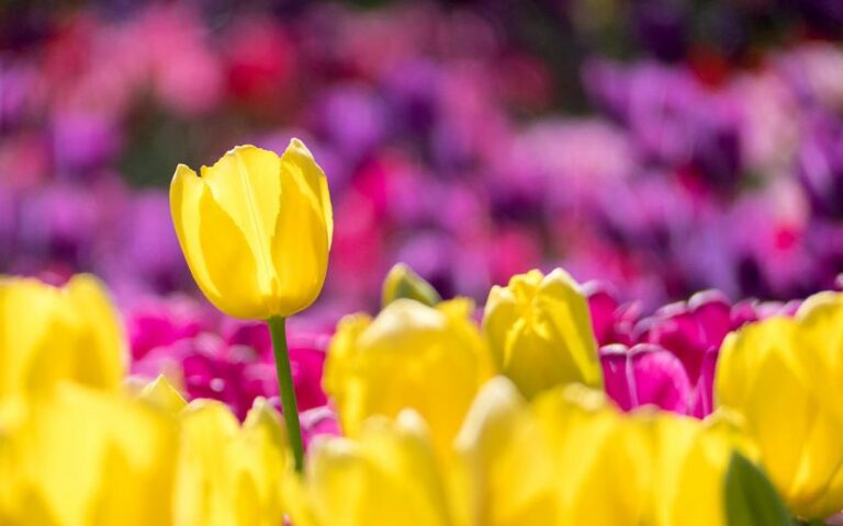 Seasonal Synergy in India: Fresh Snowfall and Strategic Tulip Expansions Propel Kashmir Tourism Growth
