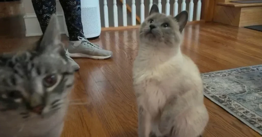 The cost to care for your pet is skyrocketing. Here are ways to cut down on expenses.