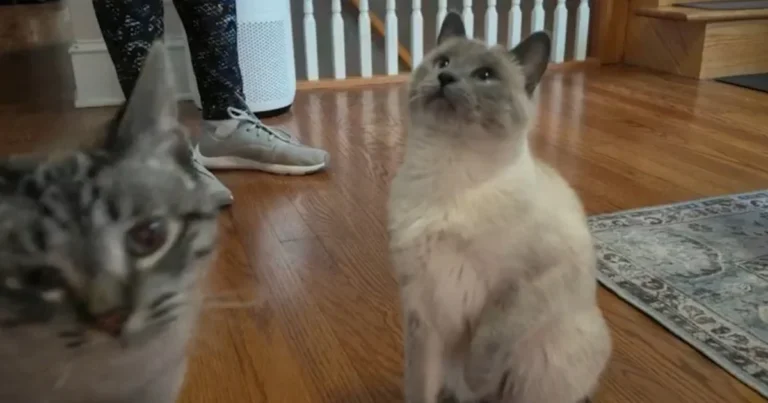 The cost to care for your pet is skyrocketing. Here are ways to cut down on expenses.