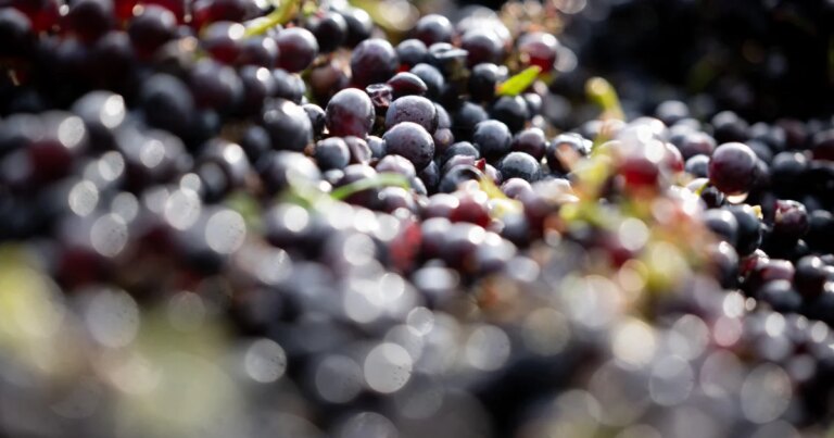 600-year-old grape seed used to make pinot noir wine found in toilet of medieval hospital in France