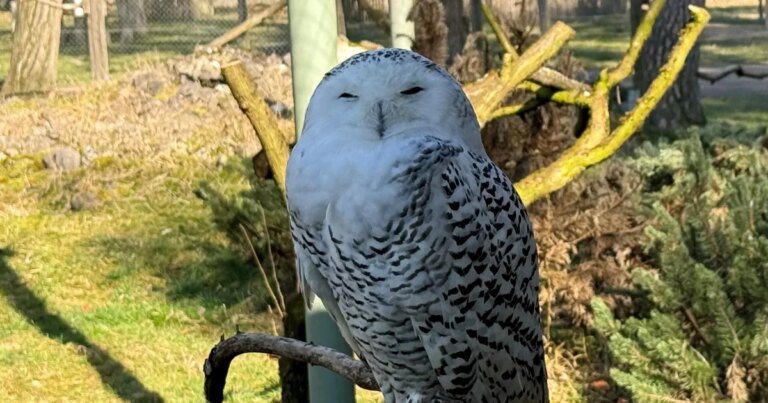 Snowy owl, hammerhead shark and cheetah among 40 new species granted international protection, U.N. says