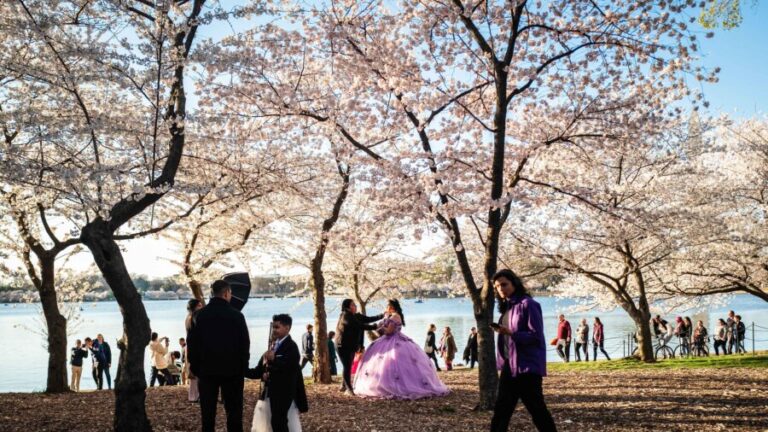 Washington D.C.’s Famous Cherry Blossoms Approach Peak Bloom