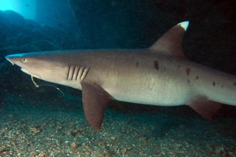 Stop! Thief! Sharks Are Taking A Larger Bite of Hawaiʻi Fishermen’s Catch