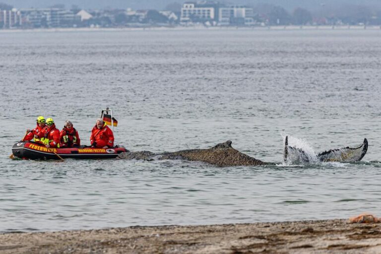 Rescuers Try to Refloat a Stranded Humpback Whale in Germany’s Baltic Sea