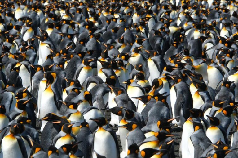 King Penguins Are the Rare Species Benefiting From a Warming World. but That Could Change