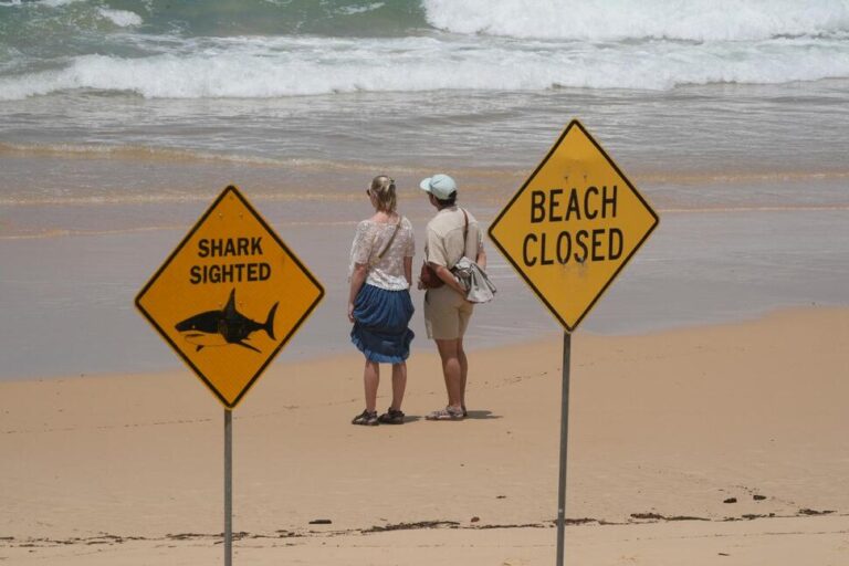 Surfer Bitten in 4th Shark Attack off Australia’s East Coast in 3 Days