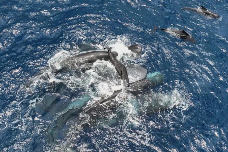 Scientists Captured Female Sperm Whales on Video Working Together During a Birth to Protect the Calf