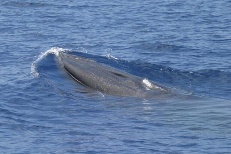 Things to Know About Rice’s Whale, Rare Species in Way of Trump Plans for More Gulf Drilling