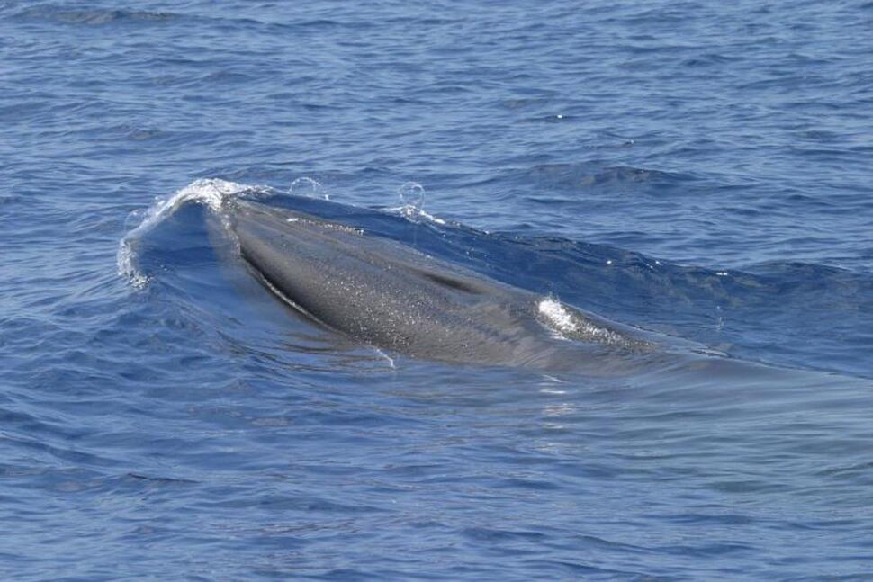 Things to Know About Rice’s Whale, Rare Species in Way of Trump Plans for More Gulf Drilling