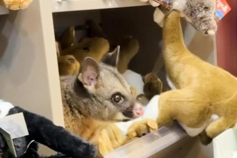 A Real Possum Appears Among Plush Toy Animals in Australian Airport Gift Shop