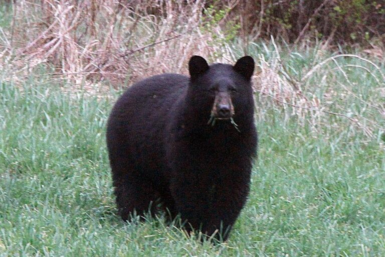 As Warming Climate Brings Bears Out of Hibernation Earlier, Backyard Care Is Key to Coexistence