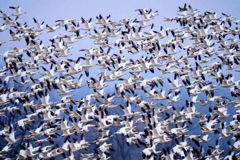 Raucous Bird Tornado Touches Down as Snow Geese Make Annual Flight to Arctic