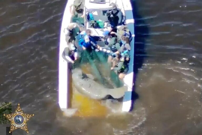 Injured Mother Manatee and Calf Are Rescued in Florida and Taken to SeaWorld