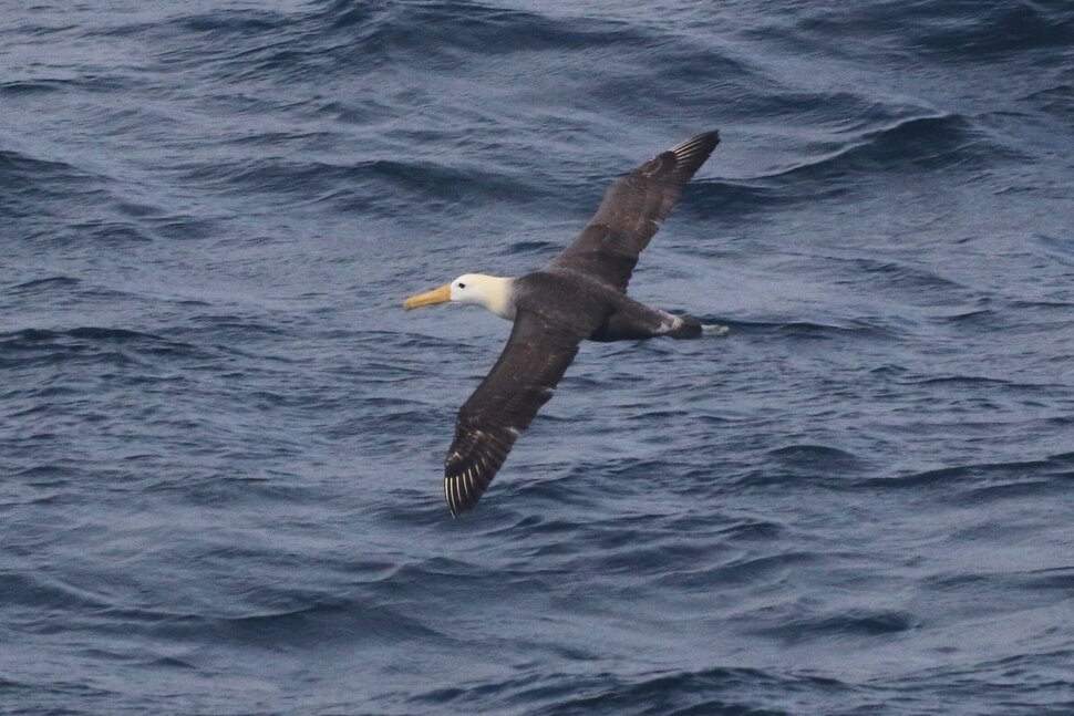 Scientists Marvel at a Galapagos Seabird That Wandered 3,000 Miles to California