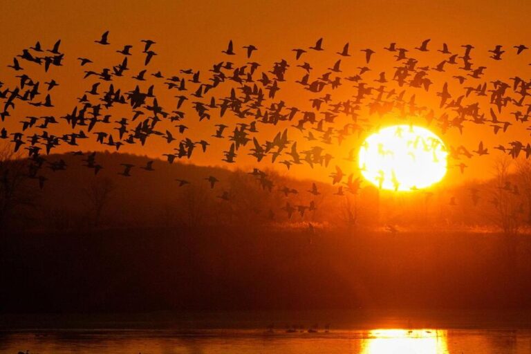 Photos Show the Dramatic Dawn Flight of Migrating Snow Geese