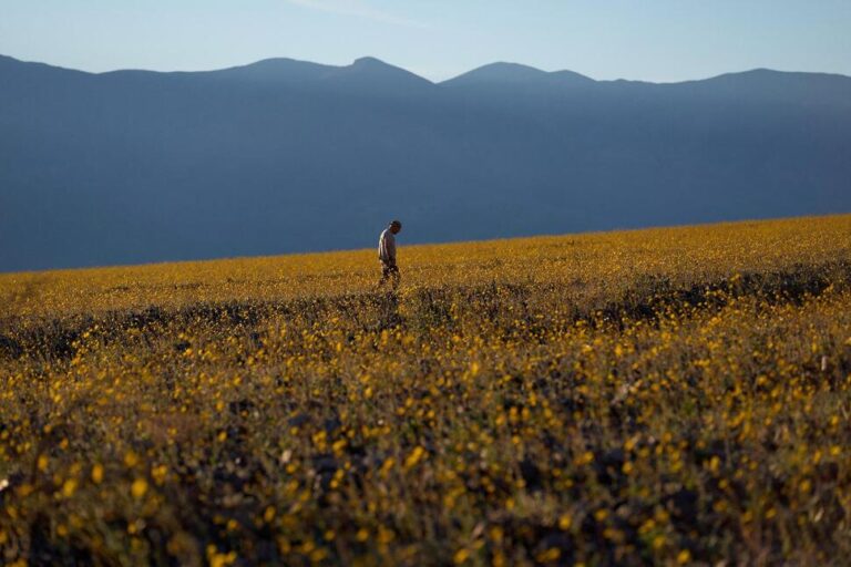 Wildflowers Are Blooming in the Driest Place in North America — but Not for Long