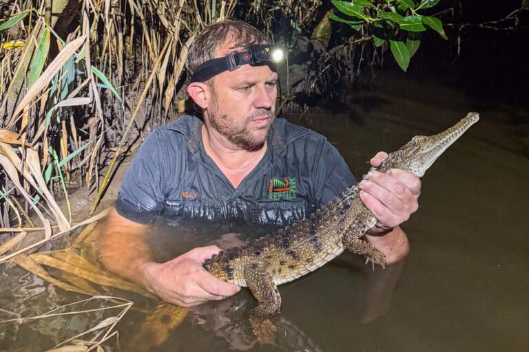 Crocodile Caught in an Australian Creek 1,200 Miles From Its Tropical Habitat