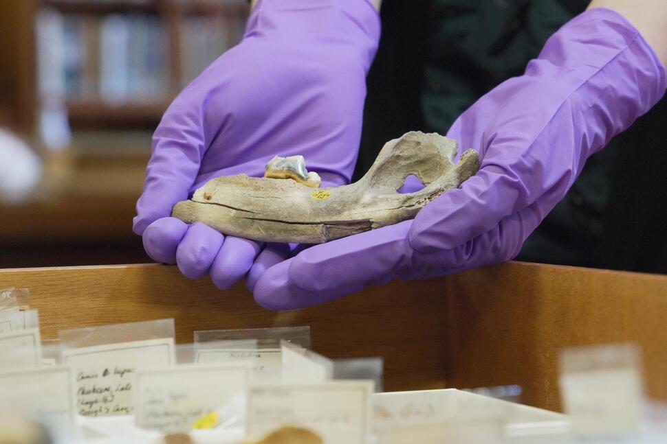 New Studies of Old Dogs Help Scientists Understand Where They Came From