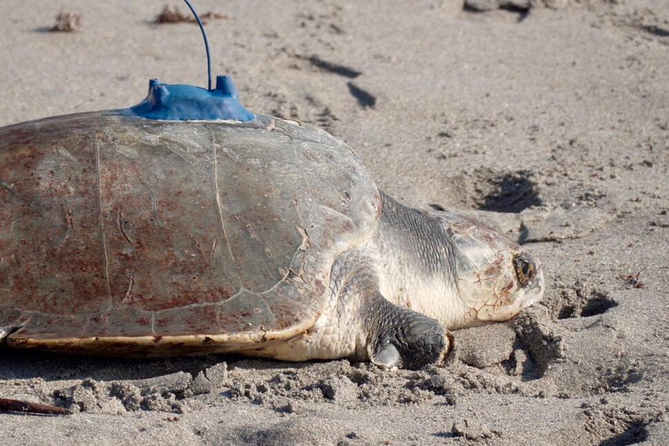 A 3-Limbed Kemp’s Ridley Sea Turtle Is Now Being Tracked at Sea by Satellite