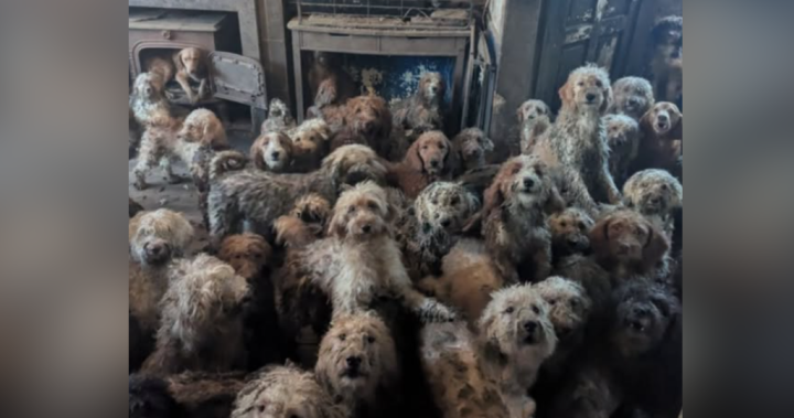 U.K. animal charity forced to clarify image of 250 abandoned dogs wasn’t AI – National