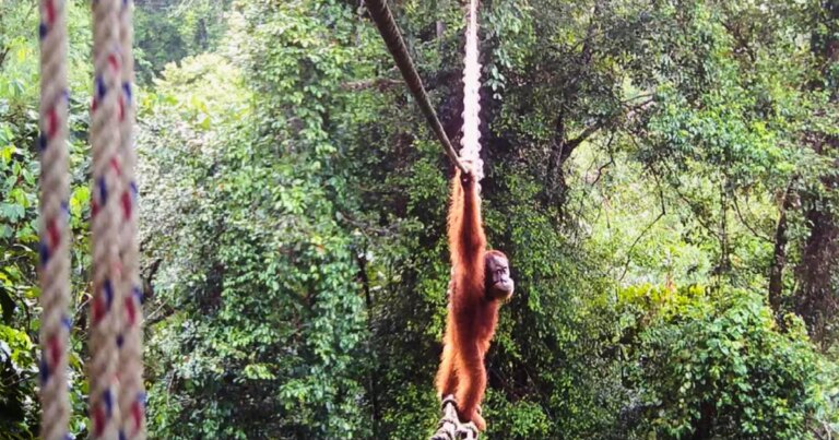 Endangered orangutan filmed using canopy bridge to cross public road in Indonesia: “A world first”
