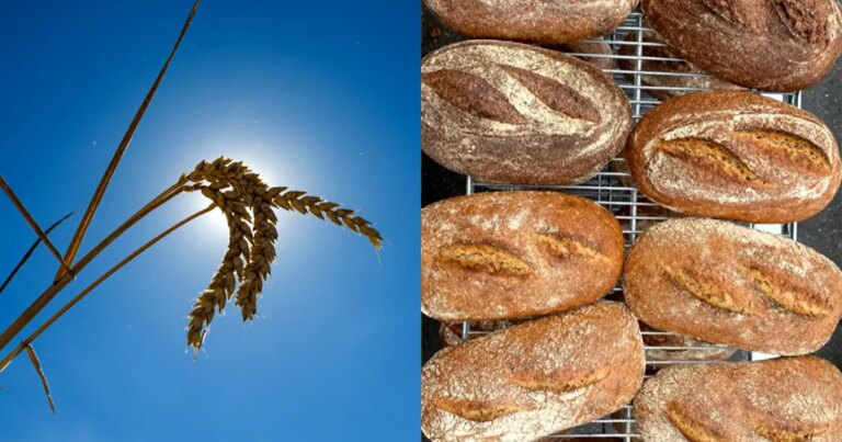 Breeding a better bread – CBS News