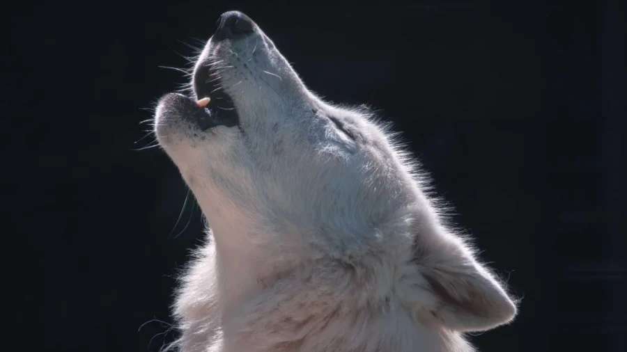 Toddler Injured by Wolf After Crawling Under Pennsylvania Zoo’s Exterior Metal Fence