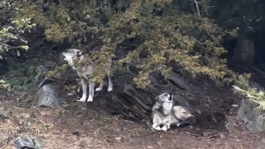 Parents Charged After Toddler Slips Into Wolf Area and Gets Hurt at Hersheypark Zoo