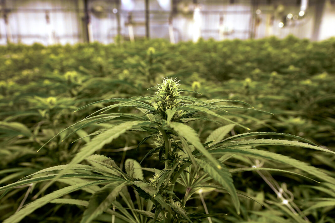 Trump moves to reschedule marijuana