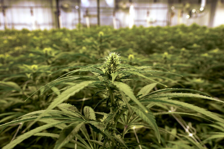 Trump moves to reschedule marijuana