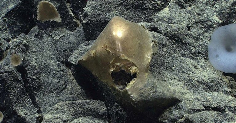 Mysterious “golden orb” found in ocean depths off Alaska in 2023 is finally identified
