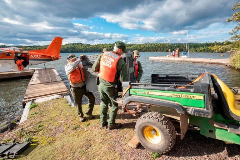 Researchers Say Remote Lake Superior Island’s Wolves Are Thriving as Packs Prey on Moose