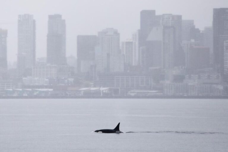 Orcas Never Seen Before in Seattle Delight Whale Watchers With a Visit