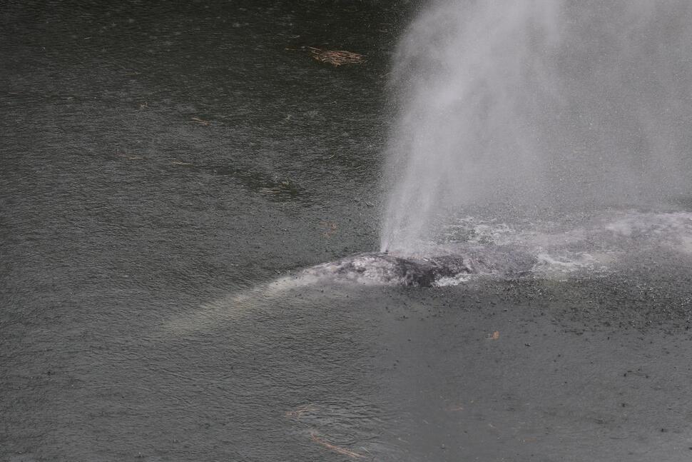 A Gray Whale That Swam 20 Miles up a Washington State River Is Found Dead