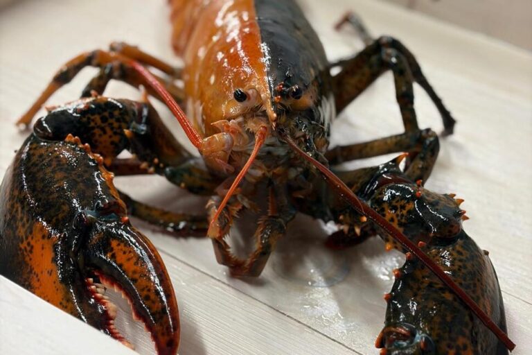 Rare Two-Colored Lobster Caught by Fishermen off Cape Cod Donated to Aquarium