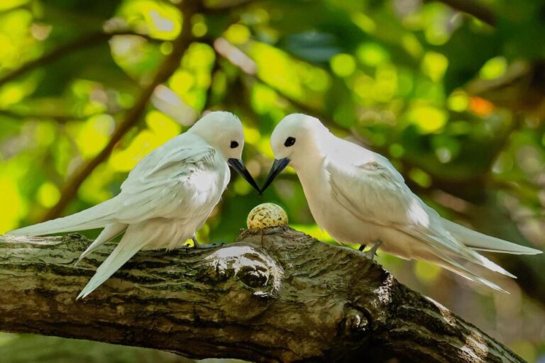 How a Seabird Native to Hawaii Has Adapted to Life in Honolulu’s Concrete Jungle