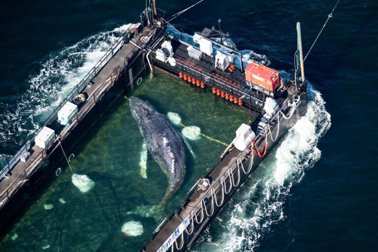 Humpback Whale Released After Spectacular Rescue Effort Found Dead off Denmark