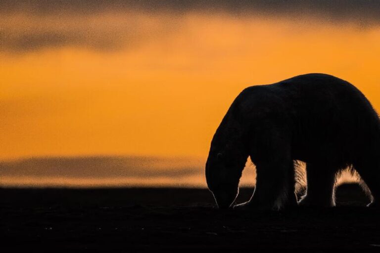 A Tiny Arctic Village in Alaska Is Trying to Revive Its Polar Bear Tourism Industry