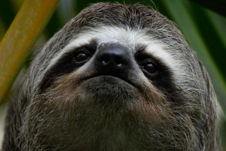 Sickness, Cold Killed Nearly 30 Sloths at a Florida Import Warehouse in 2024 and 2025