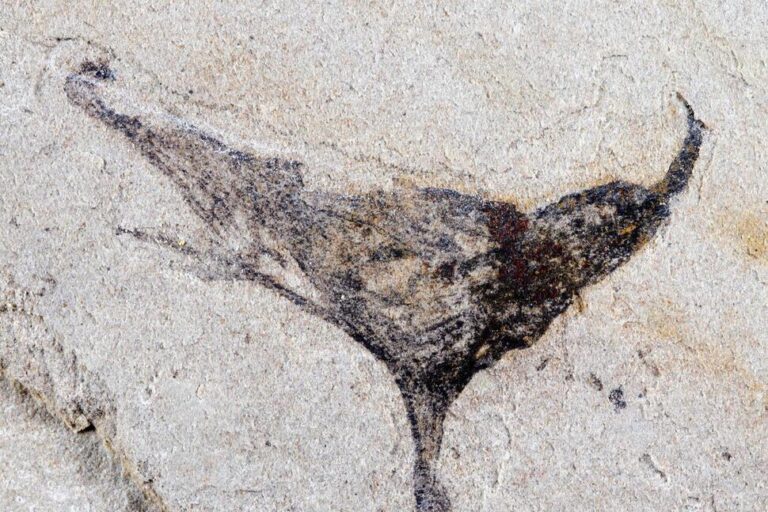 Scientists Get First Look at the Evolution of Early Complex Animals